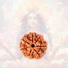 7 Mukhi Nepali Rudraksha for Positive Attitude & Financial abundance (® ISO Certified  ) (100% Natural)